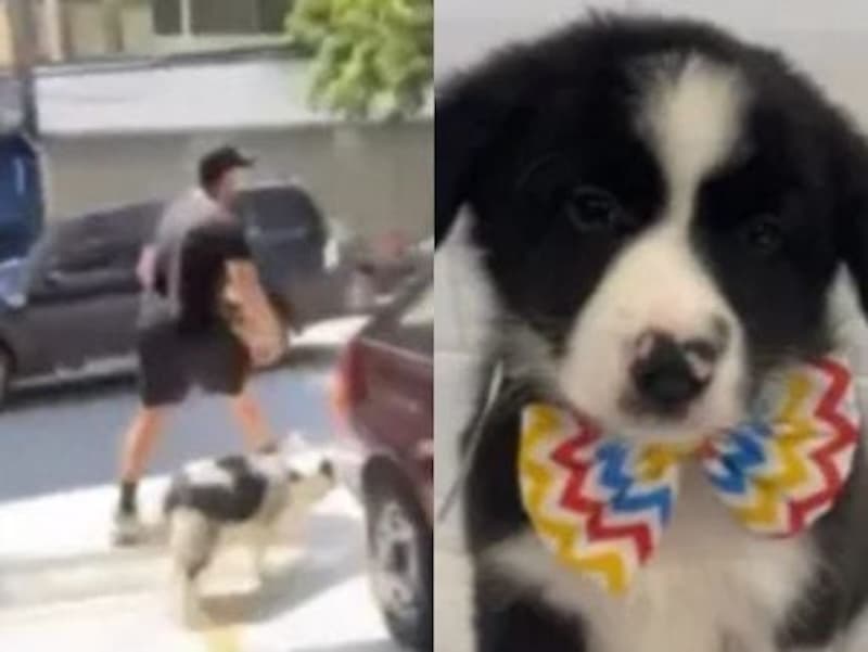 Homem invade petshop em SP, rouba filhote e causa confusão;